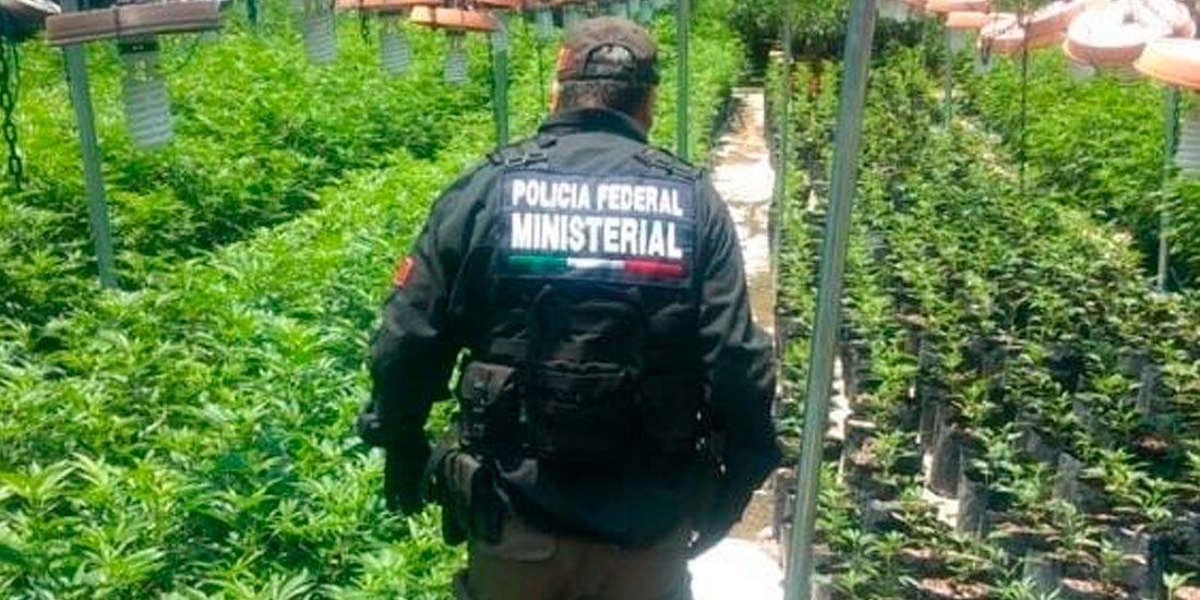 Las plantas de marihuana fueron localizadas al interior y exterior de una finca