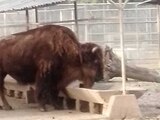 "La Diabla" bisonte que murió en el Zoológico de Chapultepec
