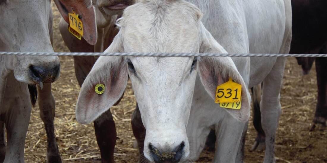 ‘En riesgo, la exportación de más de 900 mil cabezas de ganado’, afirma PRI.