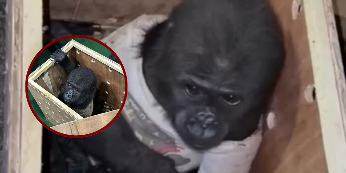 Rescatan a bebé gorila de una caja en aeropuerto de Turquía