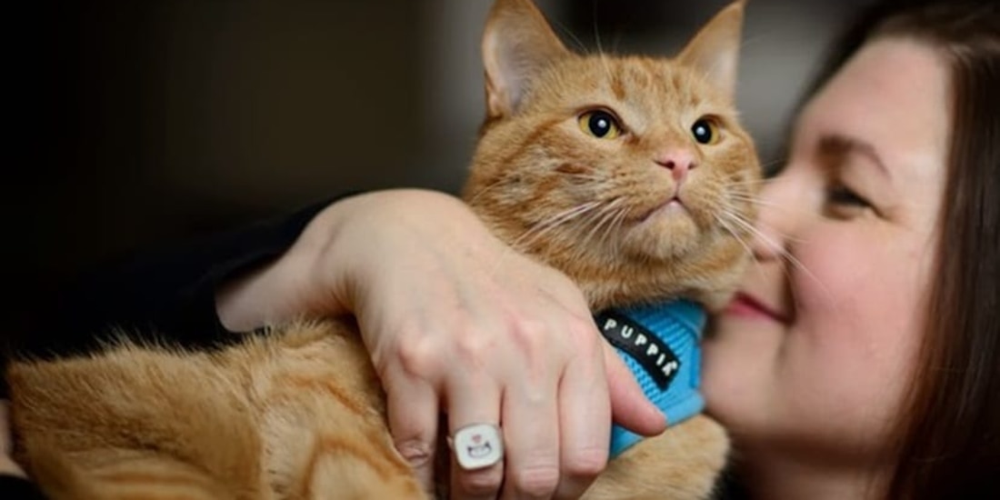 Día Internacional del Gato