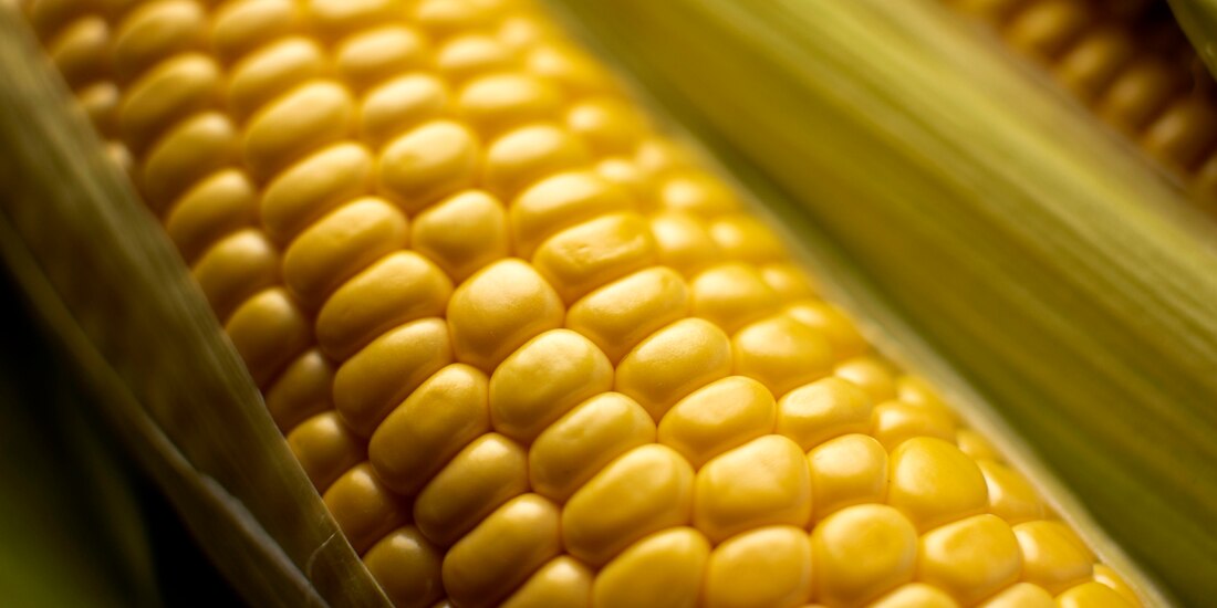 Marcelo Ebrard, titular de la SE, admitió que EU podría ganar el panel de controversia sobre maíz transgénico.