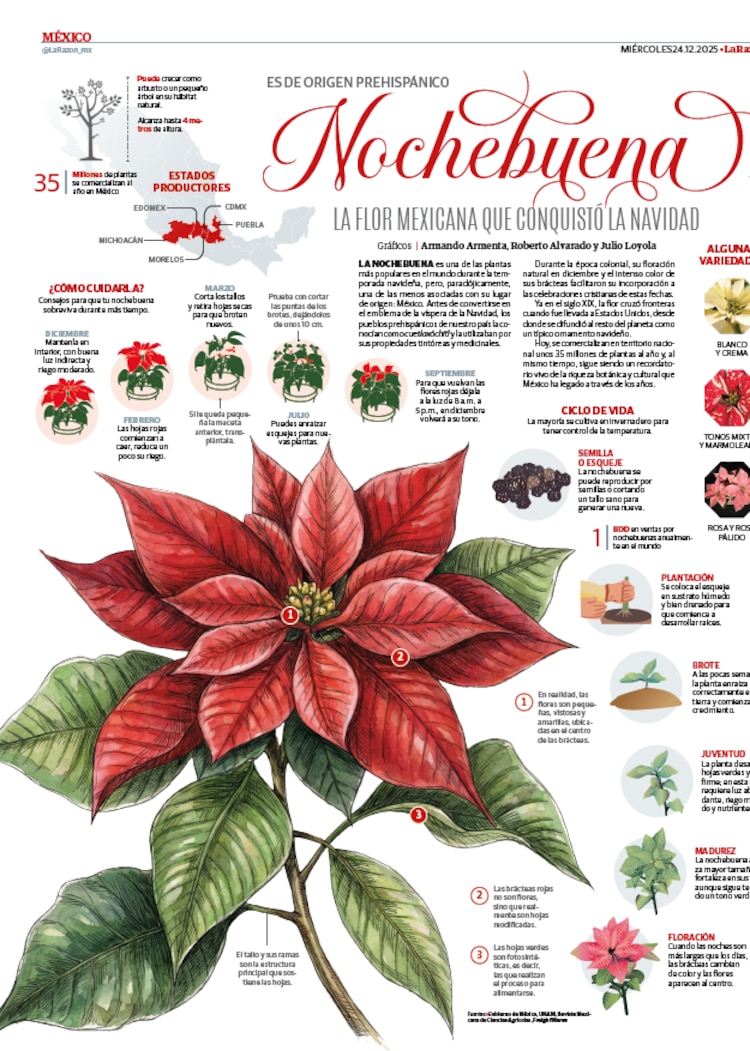 Nochebuena, la flor mexicana que conquistó la Navidad