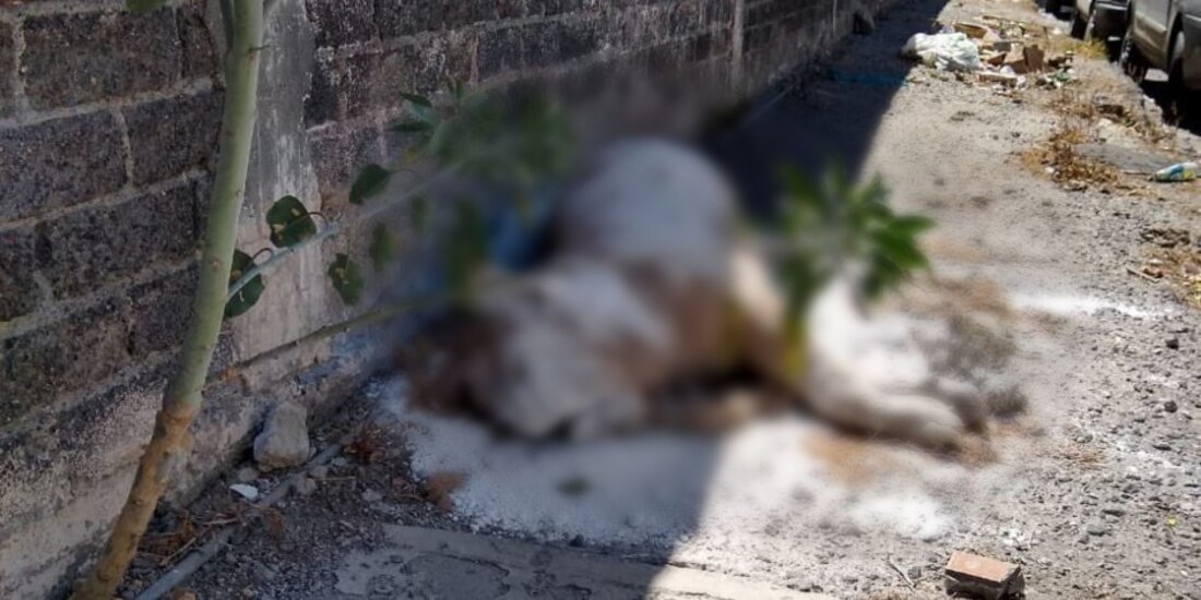 El cadáver de un león africano, de talla grande, fue abandonado en la colonia San Sebastián Teconoxtitlán, alcaldía Iztapalapa..