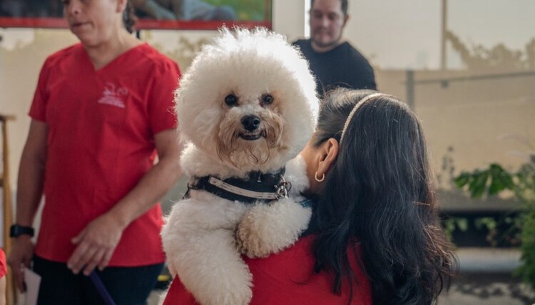 Ruffo, perro socializado por colaboradores de Nestlé