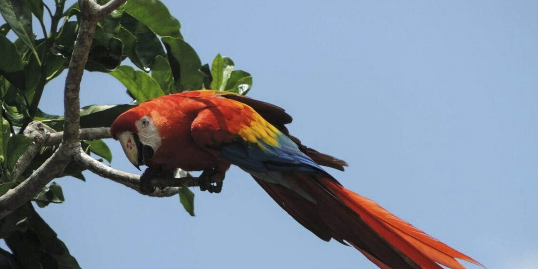 La guacamaya se encuentra entre las especies que más se trafican a nivel nacional.