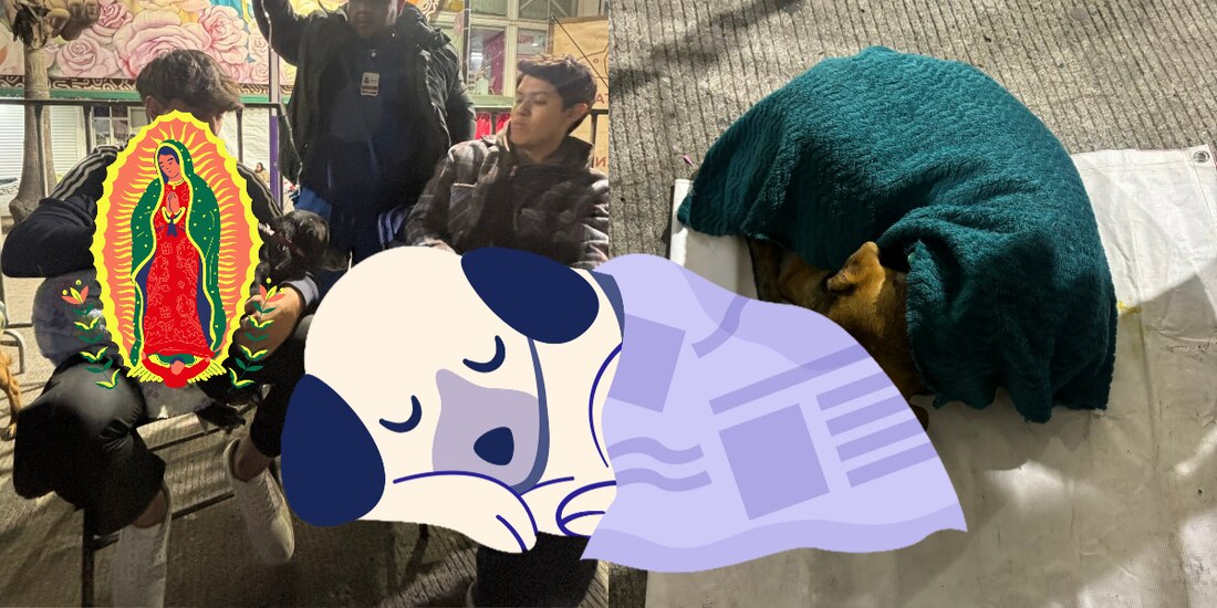 Autoridades refuerzan cuidado de perros durante peregrinaciones guadalupanas