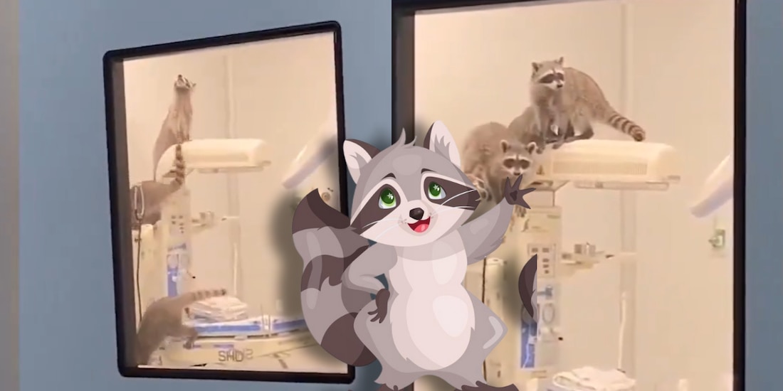 Mapaches 'invaden' ISSSTE de Acapulco