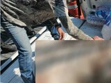 Difunden fotografía del tigre sacrificado por policías en Querétaro