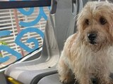 Perrito viaja solo en el camión y en redes piden ayuda para dar con sus dueños.