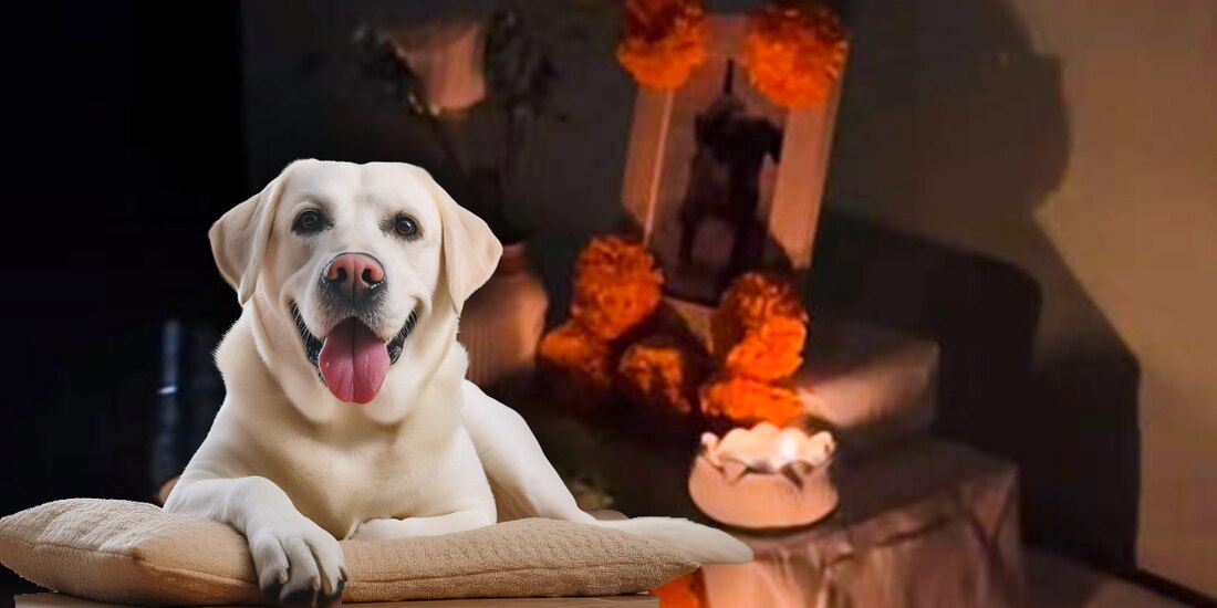 Mujer capta el regreso de su perrito a la ofrenda de Día de Muertos y conmueve en redes