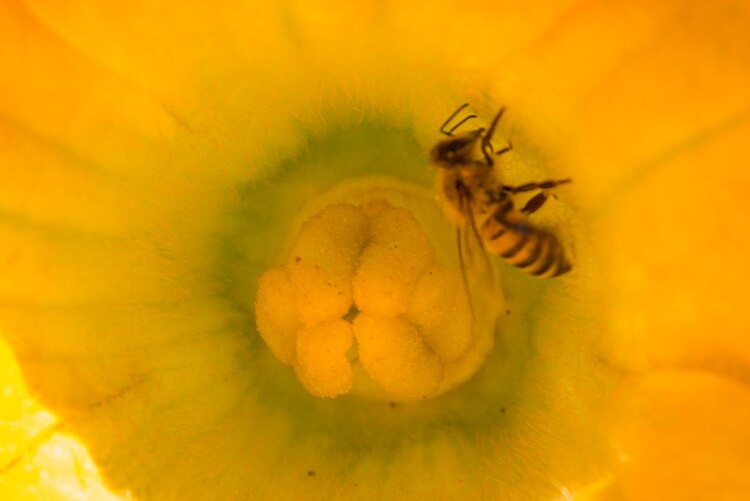 México lidera el camino hacia la protección de los polinizadores y la biodiversidad al obtener la presidencia de Promote Pollinators.