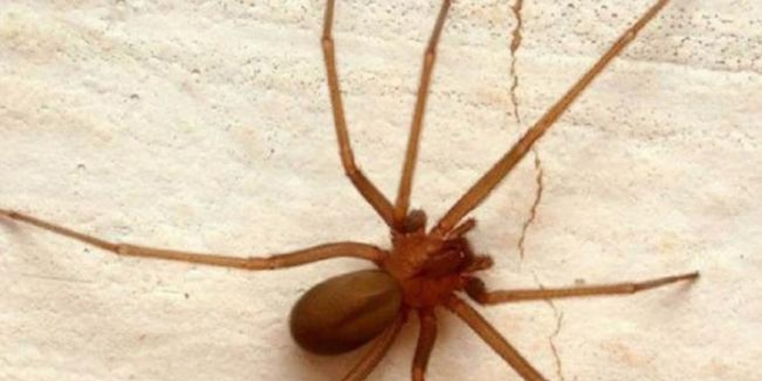 En caso de una mordedura tienes que acudir de forma inmediata a un hospital