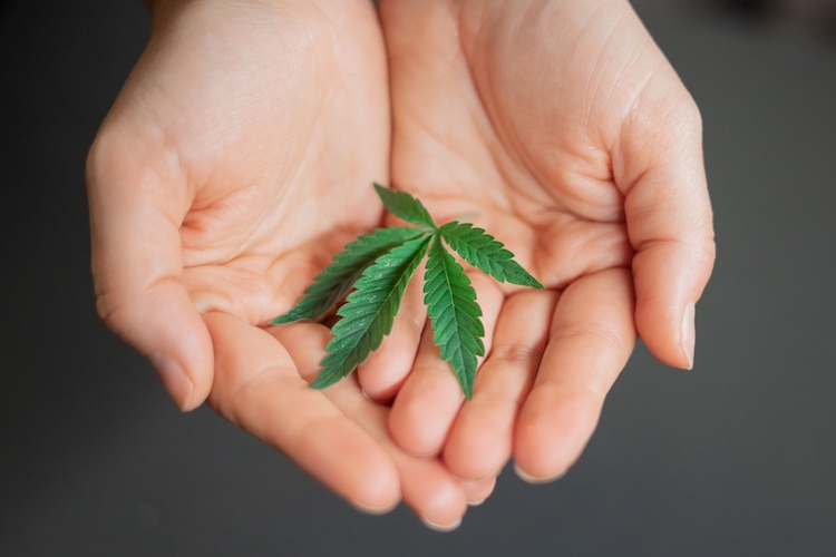 Cannabis en imagen ilustrativa