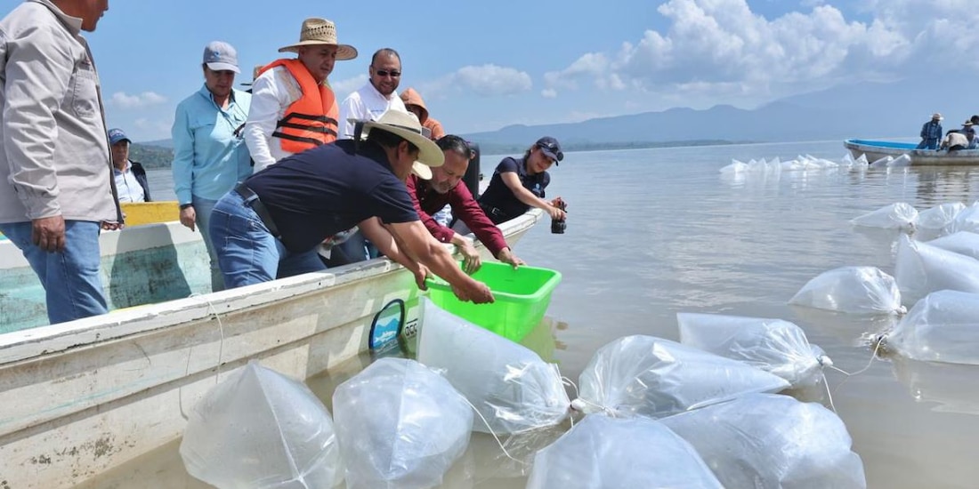 El gobernador del estado, Alfredo Ramírez Bedolla, destacó la importancia de devolver el equilibrio ecológico a las cuencas de la entidad.