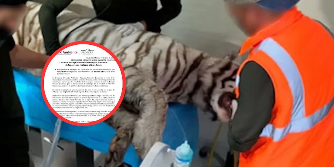 Necropsia del tigre Kenzo apunta a broncoaspiración