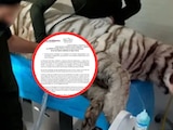Necropsia del tigre Kenzo apunta a broncoaspiración