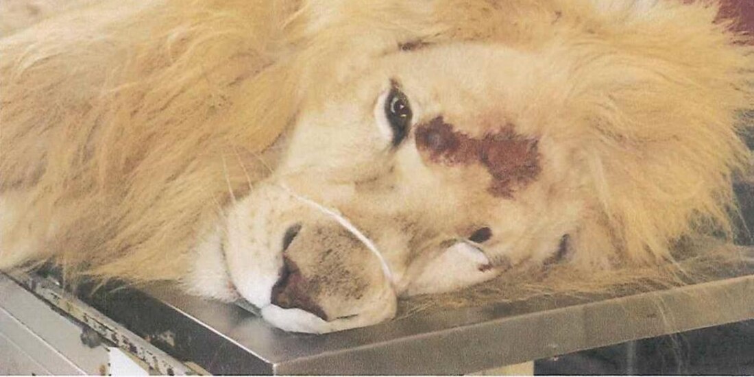 El león tiene un alto grado de desnutrición.