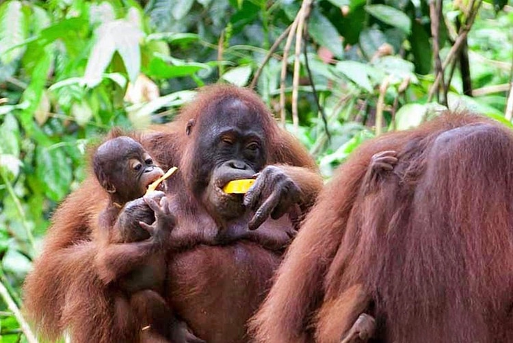 Orangutanes de Sepilok.
