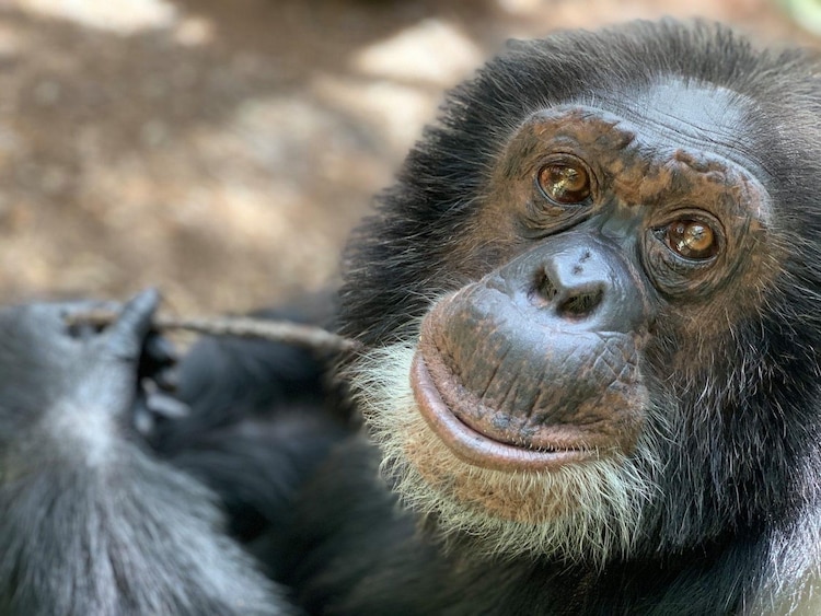 Bubbles, el chimpancé de Michael Jackson