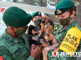 SEDENA crea refugio para perritos abandonados en las inmediaciones del Aeropuerto Internacional Felipe Ángeles