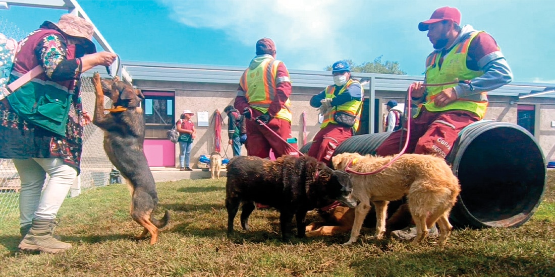 VOLUNTARIOS en la Utopía de la GAM cuidan a los perros rescatados, ayer.