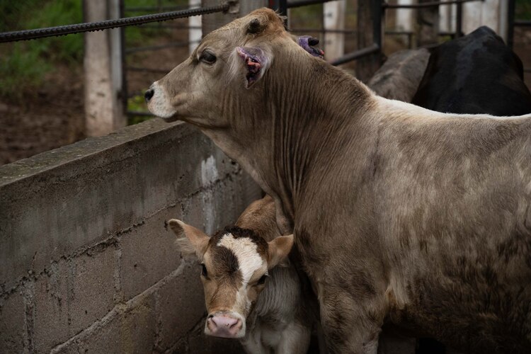 Comercialización de ganado mexicano, en pausa por casos de gusano barrenador.