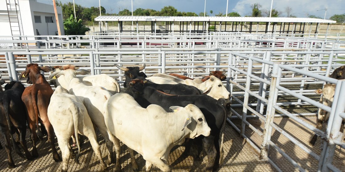 Ejemplares de ganado bovino son sometidos a revisión y medicación, en octubre pasado, para evitar la posibilidad de infección con el gusano barrenador.