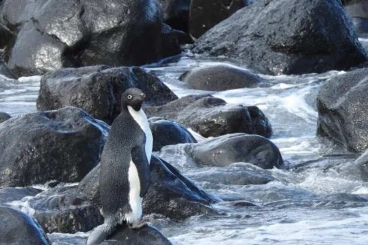 El pingüino fue llamado Pingu por los lugareños que lo vieron en Nueva Zelanda