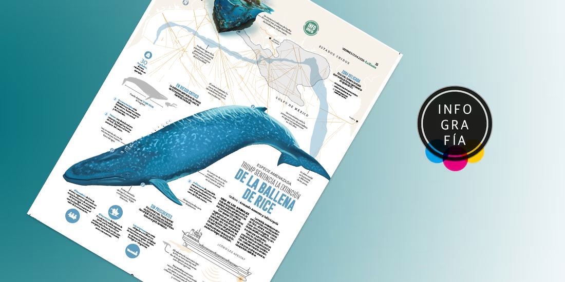 Trump sentencia la extinción de la ballena de Rice