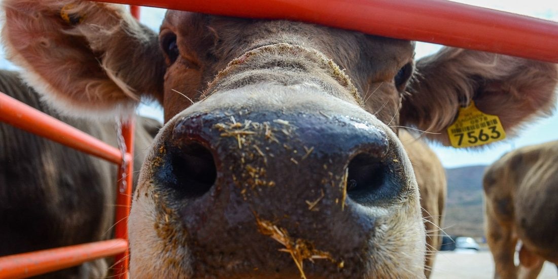 Ganaderos de Durango tienen total libertad para movilizar y vender su ganado: Pa’lante.