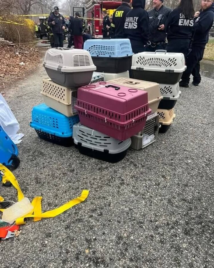 El incendio cobró la vida no sólo del responsable de rescatar a estos gatitos, sino también de más de 100 michis.