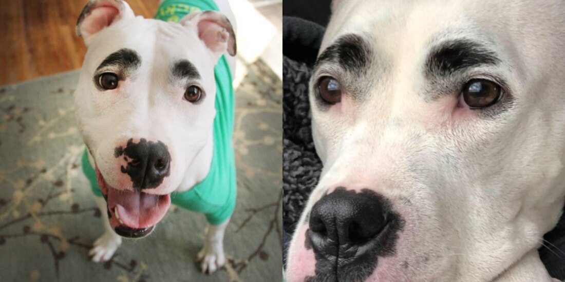 El perrito se llama Simon y es famoso por sus cejas