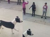 Perrito fit "enseña" cómo hacer ejercicio
