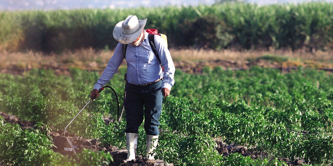 Un campesino fumiga un sembradío, el pasado 14 de noviembre, en Morelos.