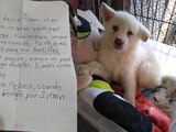 Niño deja a su perro en albergue con carta: "No quiero que mi papá le pegue"