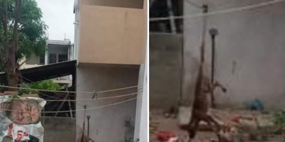 Mujer cuelga perro de la cola y lo golpea como castigo por matar una gallina