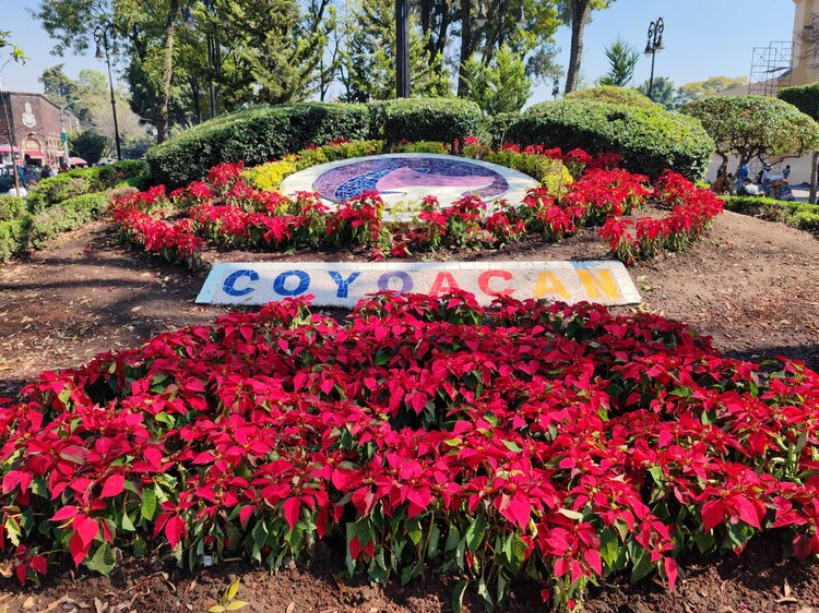 Adornan centro de Coyoacán con nochebuenas, las flores típicas de la temporada.
