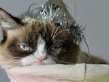 Grumpy Cat, la gatita de los memes, muere a los 7 años