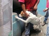 Rescate de Leo, perrito maltratado por sus dueños