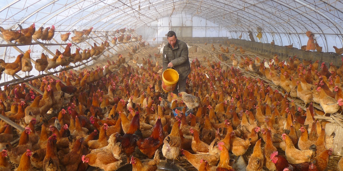 "El aumento de casos humanos en China este año es preocupante", dijo un profesor sobre la gripe aviar.