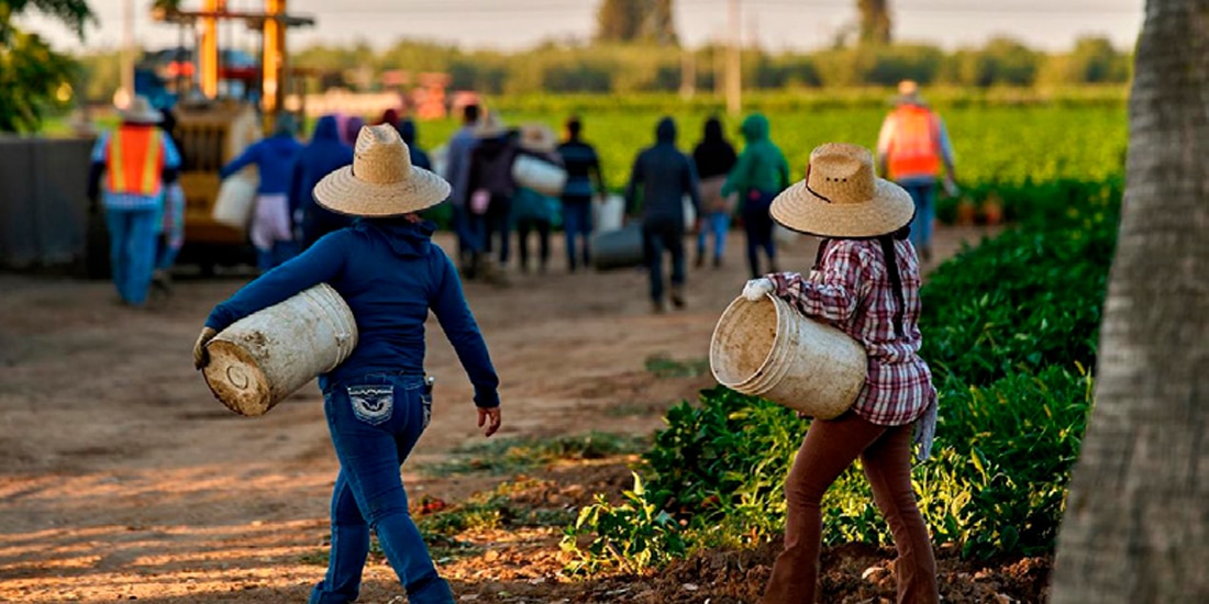 VIAJAN legalmente 280 mil mexicanos con visa H-2A.