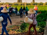 VIAJAN legalmente 280 mil mexicanos con visa H-2A.