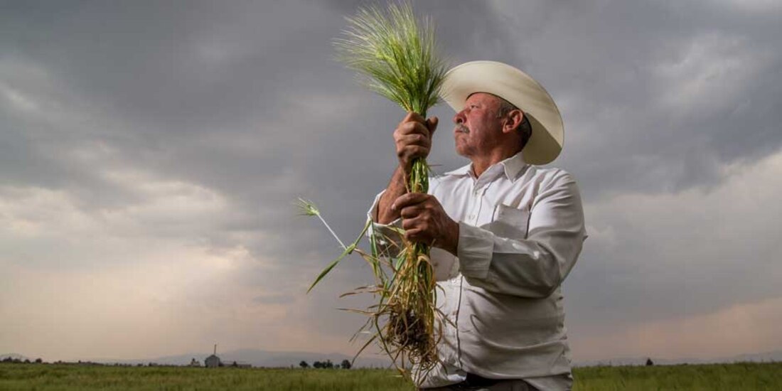 La Balanza comercial agroalimentaria registró un superávit de 6 mil 333 mdd en enero-noviembre 2021