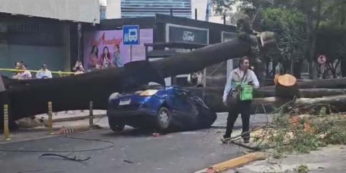 Caída de un árbol en la estación Colonia del Valle de la Línea 2 del Metrobús.