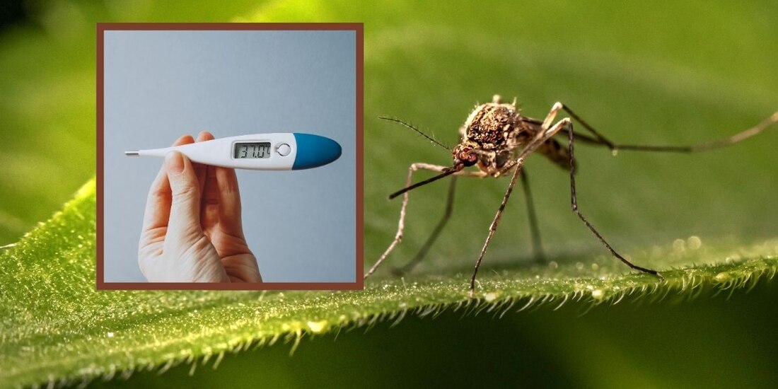 Así puedes identificar y prevenir casos de dengue.