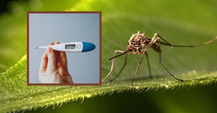 Así puedes identificar y prevenir casos de dengue.