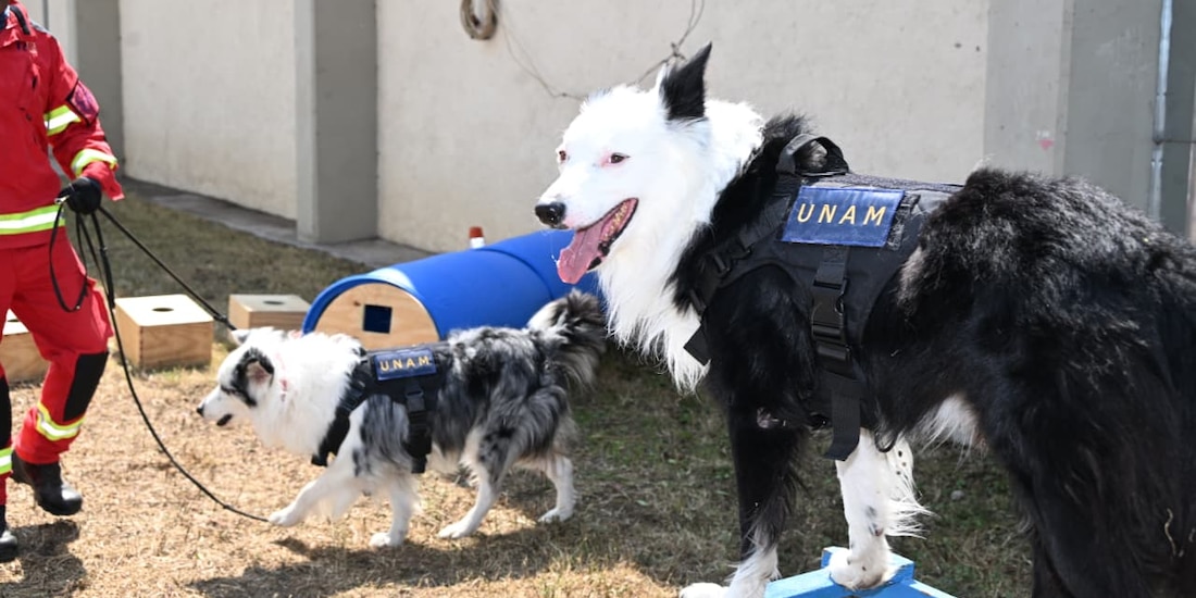 UNAM integra nuevos binomios caninos