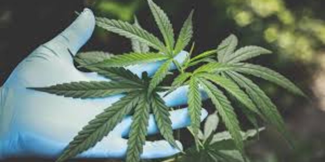 Ven incierta la aprobación de cannabis