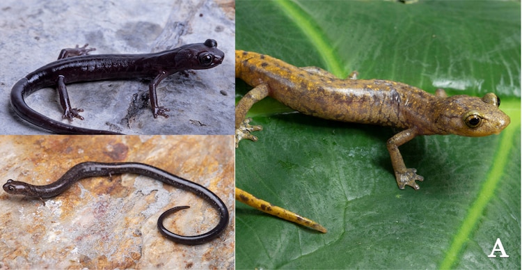 Descubren tres nuevas especies de salamandra en México
